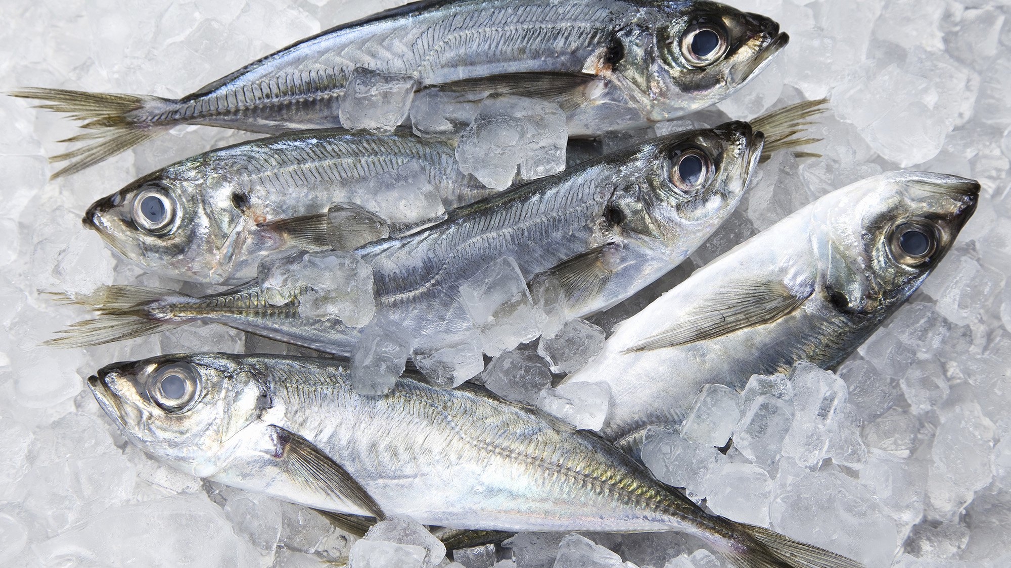 Frischer Fisch